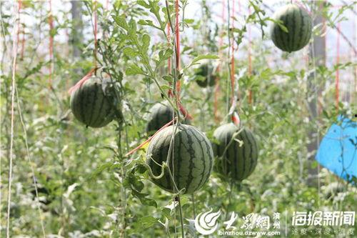 即墨网红吃瓜事件视频,一场网络狂欢背后的真相揭秘