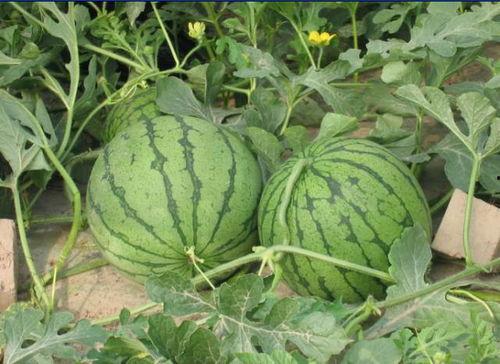 中山网红吃瓜事件,揭秘网络舆论的风云变幻